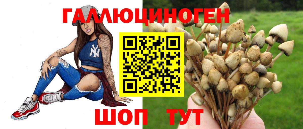 Галлюциногенные грибы Psilocybe Карасук